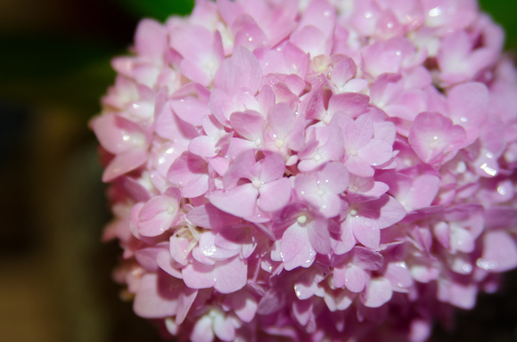 DSC_6210-2