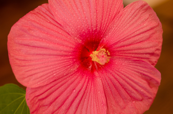 DSC_6178-2